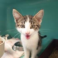 CLAFOUTIS C, chat à adopter