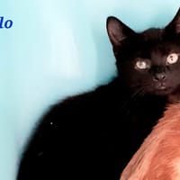 Arlo, chat à adopter