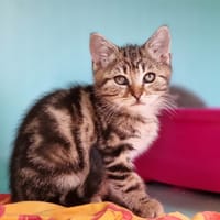 ARNA, chatte à adopter