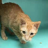 MARUNDRA C, chatte à adopter