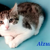 Alzur, chat à adopter