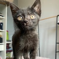 JAKE, chat à adopter