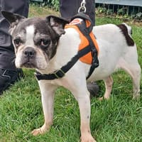 ABBY, chienne à adopter