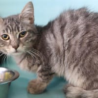 FANTA, chat à adopter