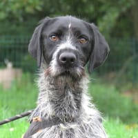ARLEQUIN, chien à adopter