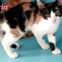 Aria, chatte à adopter