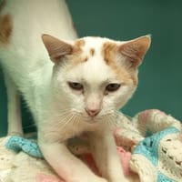 OIMANGO C, chat à adopter