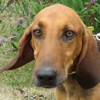 HOLMES, chien à adopter