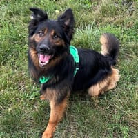 REX, chien à adopter
