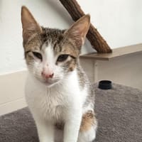 JERRY C, chat à adopter