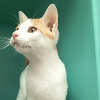 BIGOUDI C, chat à adopter