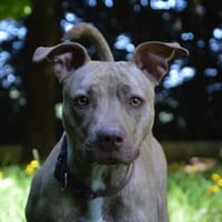 NALA CHAO, chienne à adopter