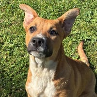 Achka CAA13817, chienne à adopter
