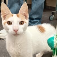 ORANGY C, chat à adopter