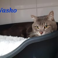 Washo, chat à adopter