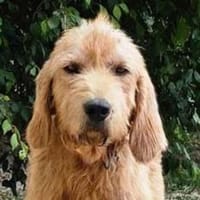 PILOU, chien à adopter