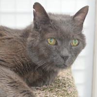Zébulon Cab3924, chat à adopter