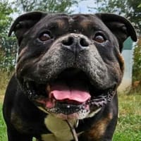 GOKOU, chien à adopter