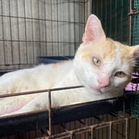 SANGA ( FIV+), chat à adopter