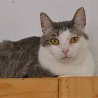Fabio Cab3647, chat à adopter