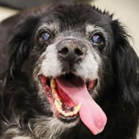ERKA, chienne à adopter