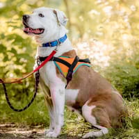 Princesse, chienne à adopter