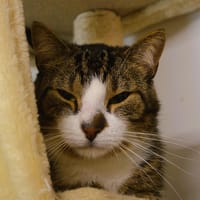 Silvers Cab3808, chat à adopter
