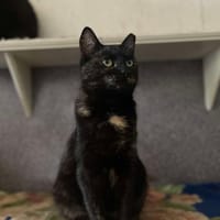 Pinezka, kotka do adopcji