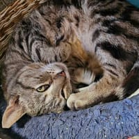 Ela, kotka do adopcji