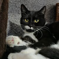 Oreo, kot do adopcji