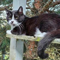 Gacek, kot do adopcji