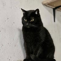 Mefisto, kot do adopcji