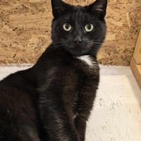 Batman, kot do adopcji