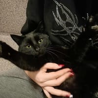 Robin, kot do adopcji