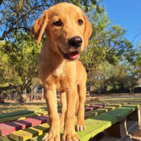 Sidney, chienne à adopter