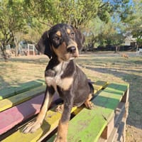 Miami, chienne à adopter