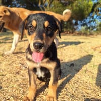 Fitzi, chienne à adopter