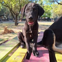 Phuket, chien à adopter