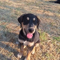 Bogota, chienne à adopter