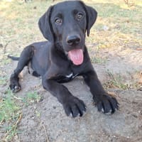 Oslo, chien à adopter