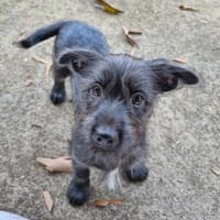 IUBI, chien à adopter