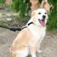 PUMUKI, chien à adopter