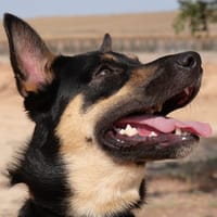 TEO (Maria), chien à adopter