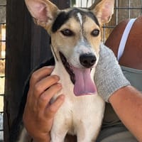PINGO (Maria), chien à adopter