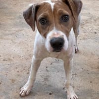 ALEN (Maria), chien à adopter