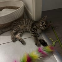 Aska, chat à adopter