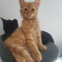 Aiko, chat à adopter