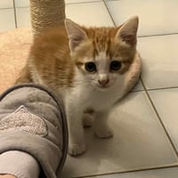 Alko, chat à adopter