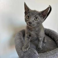 Ziggy, chat à adopter