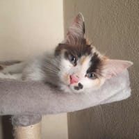 ATHÉNA*, chatte à adopter